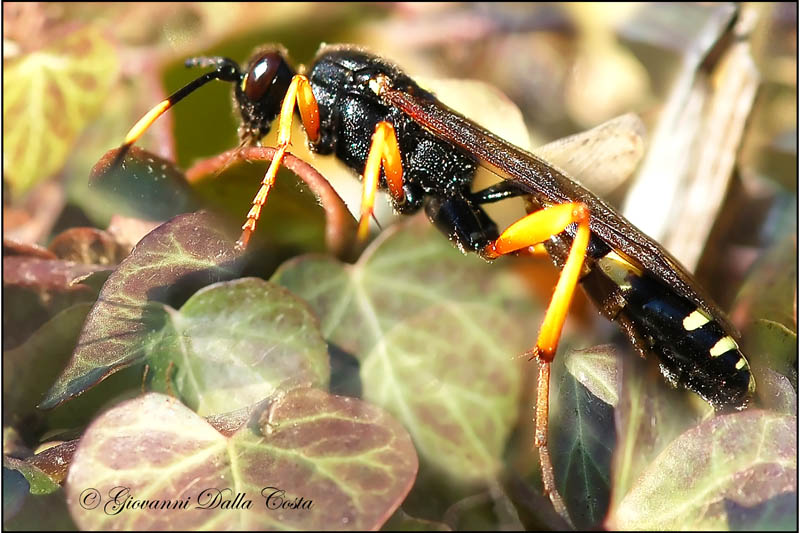 Ichneumonidae (Eutanyacra picta?)